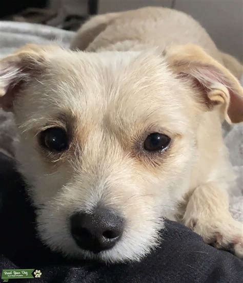 A chihuahua terrier mix is a cross between a chihuahua and one of the terrier breeds. Stud Dog - Cairn Terrier Chihuahua Mix - Breed Your Dog