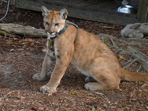 Why Is The Florida Panther Endangered Hubpages