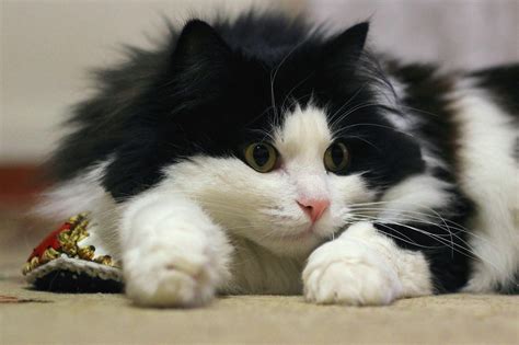 Фото Пушистый черно белый кот Тимка лежит на полу и внимательно смотрит