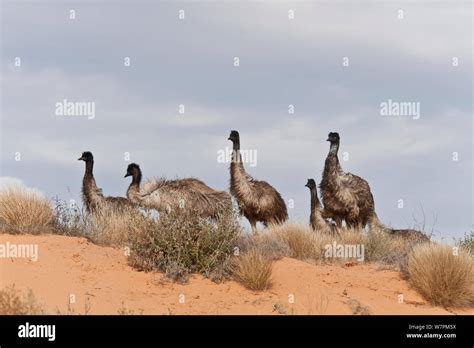 Emu Dromaius Novaehollandiae Mob In The Outback South Australia