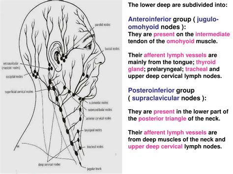 Ppt Pterygopalatine Ganglion Powerpoint Presentation Free Download