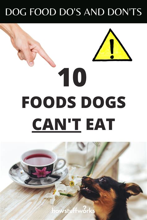 They are made to give each animal what it needs most nutritionally. No Chocolate, No Avocado: 10 Foods Dogs Can't Eat in 2020 ...