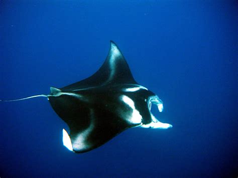 Swimming With Manta Rays In Fijis Yasawa Islands