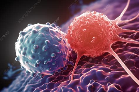 T Cell Attacking Cancer Cell Illustration Stock Image C0577800