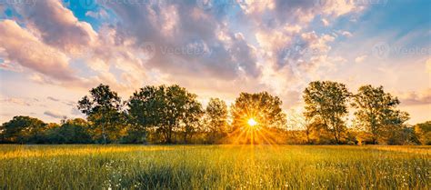 Beautiful Panoramic Summer Sunset With Wild Grass Meadow In Sunlight