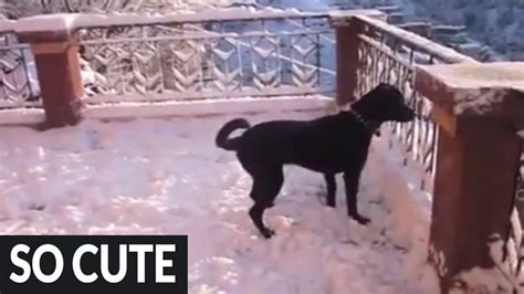 Dog Goes Absolutely Nuts After Discovering Snow For The First Time