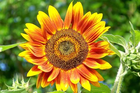 Sunburst Sunflower Photograph By Greg Hendersgot Pixels