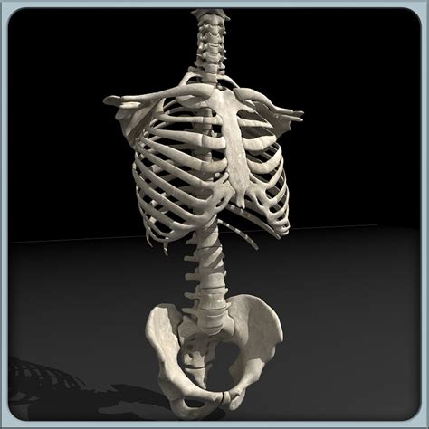 Torso Skeletal Anatomy