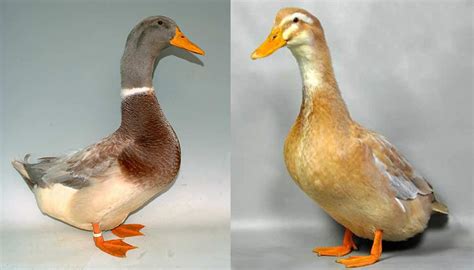Saxony Duck Breed Everything You Need To Know