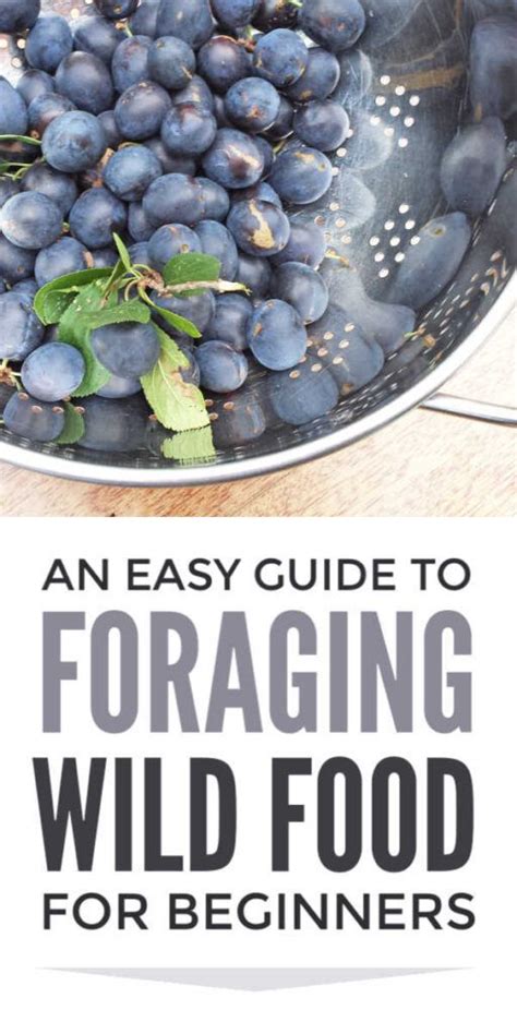 Foraging Wild Food Guide For Beginners Easy Food Foraging In Spring