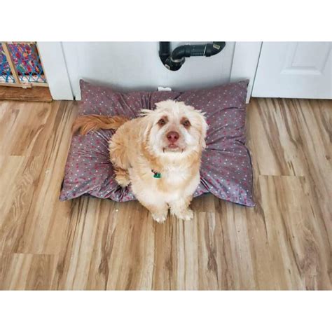 New and used items, cars, real estate, jobs, services looking for a female lab (smaller sized), medium size labradoodle, or lab mix puppy for loving home. Lhasa apso and lab mix puppy for sale in Boston ...