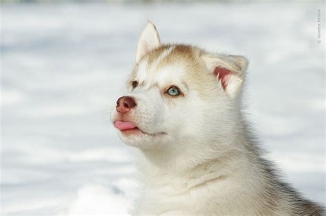 Animal Photography Of Alaskan Malamute Puppy Hd Wallpaper Wallpaper Flare
