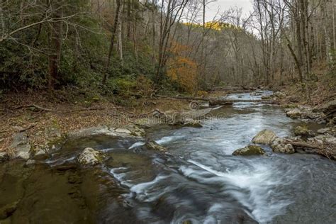 Stream Winding Through A Forest Tennessee Stock Photo Image Of