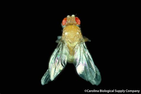 Adult Fruit Fly Double Winged A Photo On Flickriver