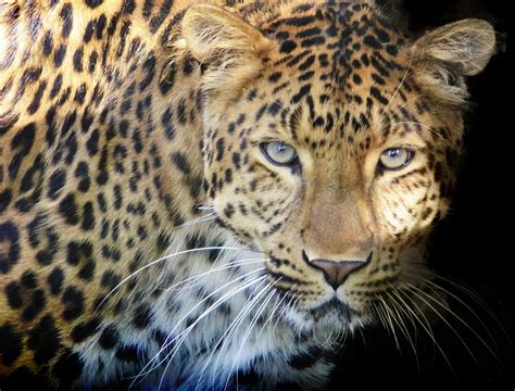 Leopard Raubtier Augen Kostenloses Foto Auf Pixabay