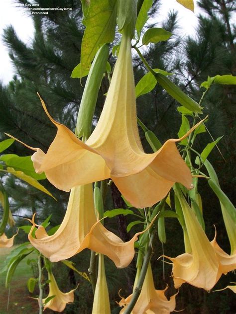 Plantfiles Pictures Angel Trumpet Angels Trumpet Yellow Gold