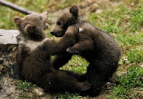 Fighting Baby Bears Baby Bear Cub Bear Cubs Baby Bears Grizzly Bears