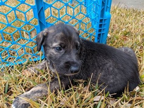 2,063 likes · 2 talking about this · 41 were here. Litter of 5 Irish Wolfhound puppies for sale in NEW BRAUNFELS, TX. ADN-64232 on PuppyFinder.com ...