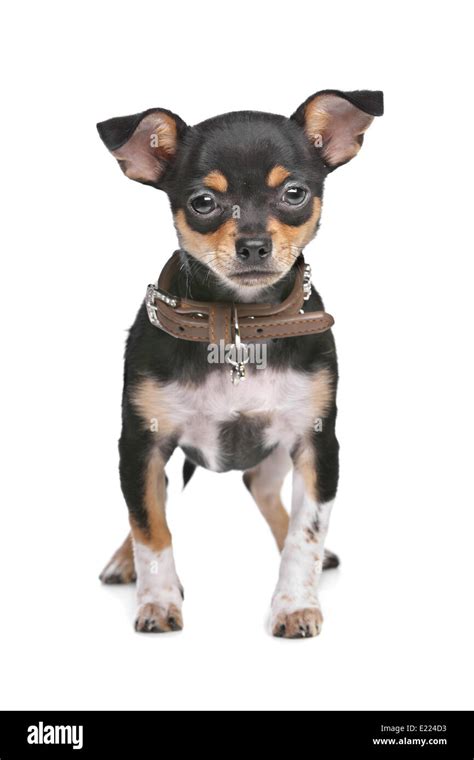 Black And Tan Chihuahua Stock Photo Alamy