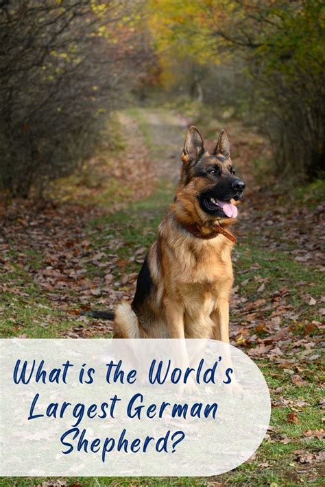 World S Largest German Shepherd 6ft Tall And 150 Pounds