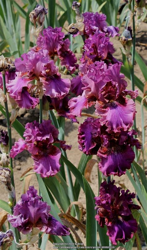 photo of tall bearded iris iris prince of hearts uploaded by aruba1334 iris flowers