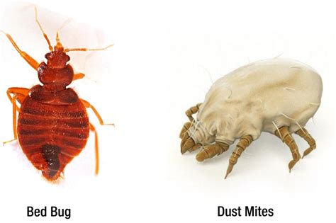 Dust Mites Vs Bed Bug Pest Control Gurus