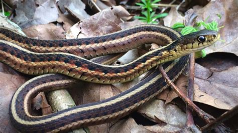 The snake is also found in switzerland, italy and france and also has been seen in western germany. Snakes of Colorado | Museum of Natural History ...