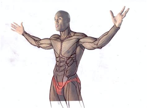 Proko Shoulder Google Search Human Anatomy Art Anatomy Sketches Anatomy Art