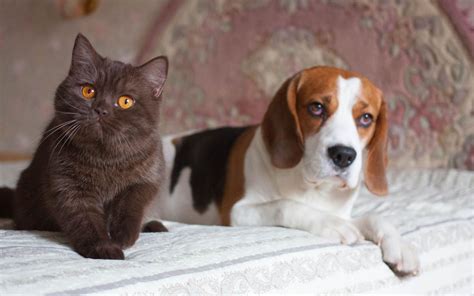Cat Friendly Dog Breeds Cat World