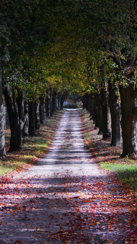 Download Wallpaper 720x1280 Autumn Lone Road Trees Garden Samsung
