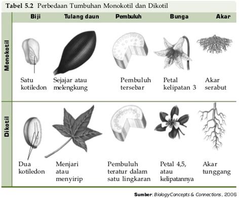 Perbedaan Monokotil Dan Dikotil Pada Tumbuhan Berbunga Atau Angiospermae