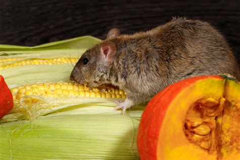 Food Sources That Attract Mice And Rats To Your Home