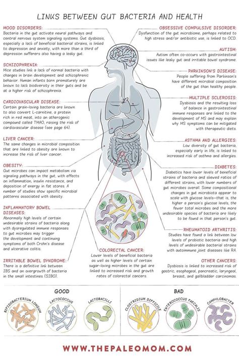What Is The Gut Microbiome And Why Should We Care About It In 2020