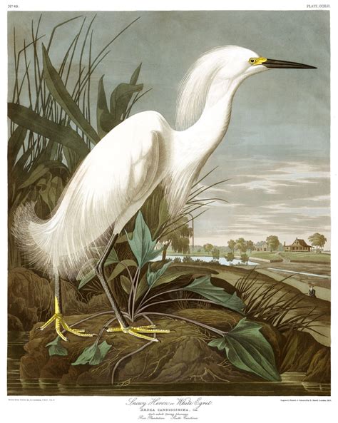 John James Audubon ~ Ecology Prime