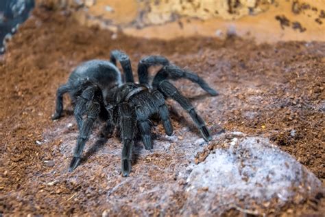 Brazilian Black Tarantula Facts Critterfacts