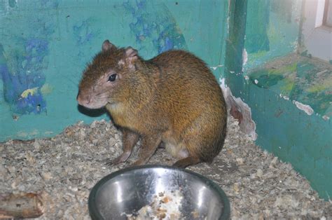 Central American Agouti Dasyprocta Punctata Zoochat