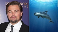 Leonardo DiCaprio to the rescue - CNN