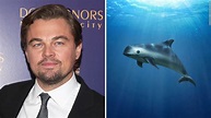 Leonardo DiCaprio to the rescue - CNN