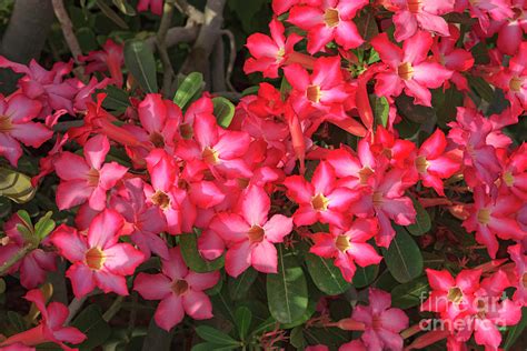 Dubai Uae The Plant Commonly Referred To As The Desert Rose I