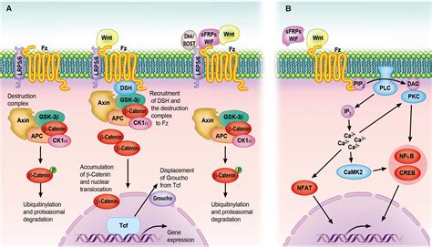 Wnt Signaling Pathway Diagram