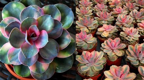 Rainbow Succulents Bring A Magical Burst Of Colour To Your Garden