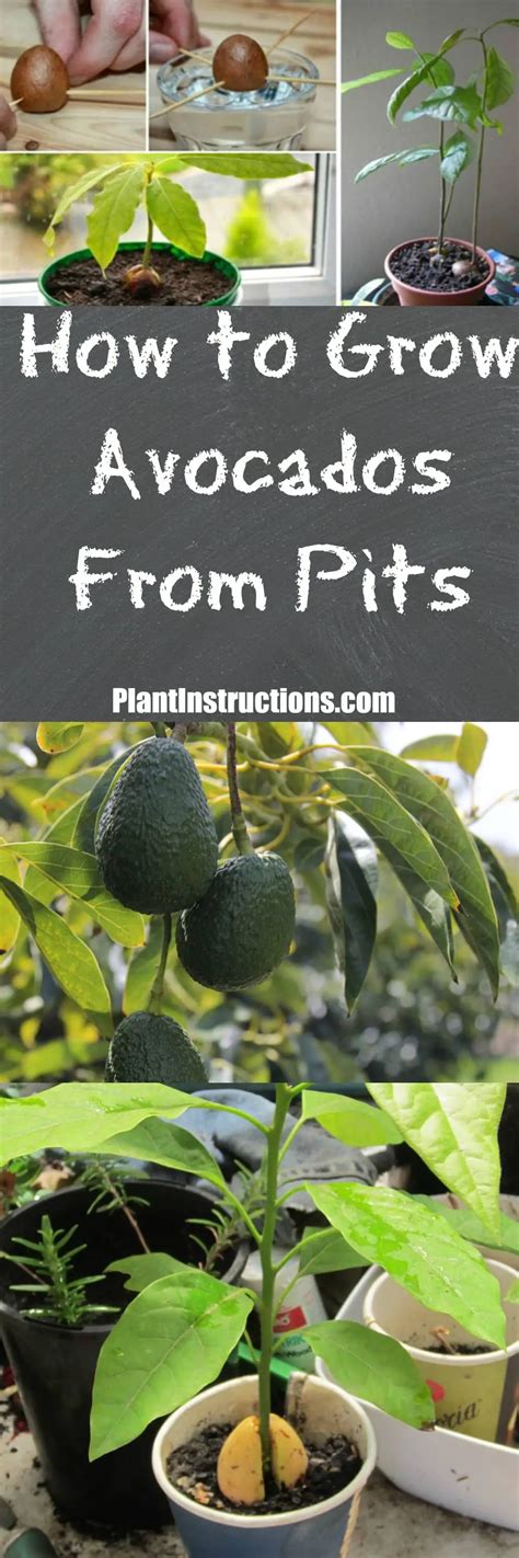 How To Grow Avocado Trees From Pits Plant Instructions