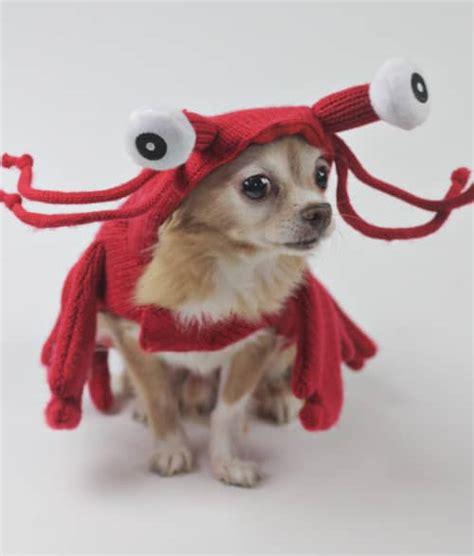 5 Adorable Pet Halloween Costume Ideas From Homesense And Contest