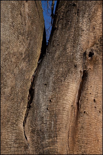 Closeup Of A Tree Trunk With No Bark Photograph By Christopher Crawford