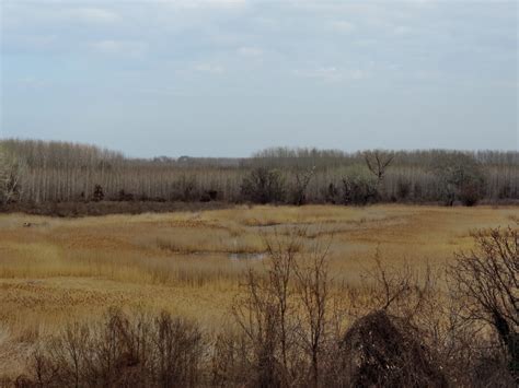Free Picture Landscape Marshland Spring Time Swamp Tree Hay