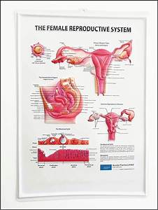 Female Reproductive Anatomy Chart Diagrams Resume Template