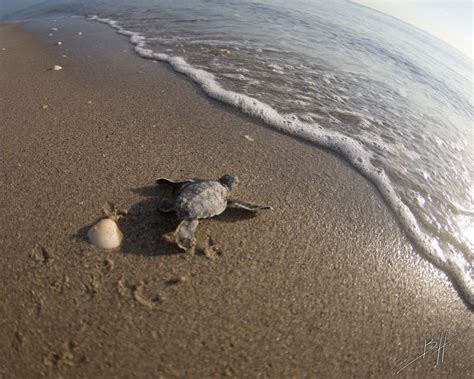 Green Sea Turtle Hatchling Running To The Atlantic Ocean Florida