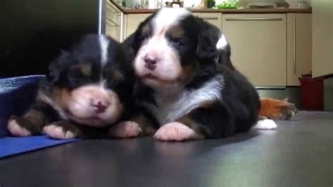 Bernese Mountain Dog Puppies 3 Weeks July 2015 Youtube