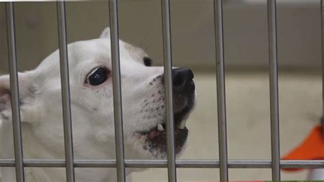 Local Animal Shelters Facing Challenges During Pandemic
