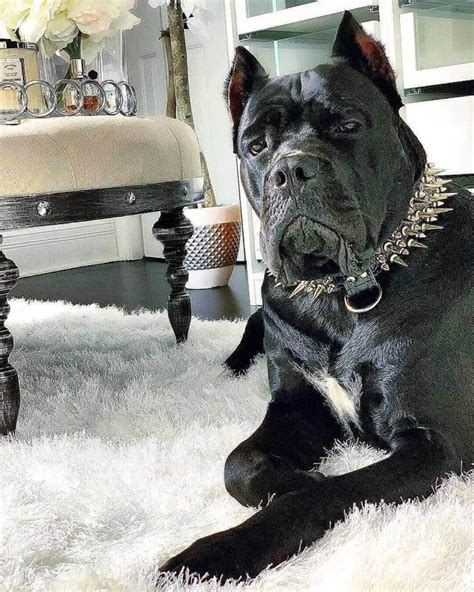 15 Pictures Only Cane Corso Owners Will Think Are Funny Page 3 Of 5